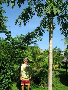 papaya tree kim
