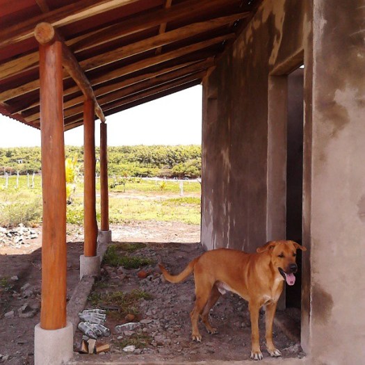 beach house porch with lobo