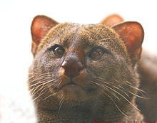Jaguarondi_portrait