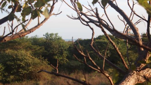 view tree lot 12 - 2